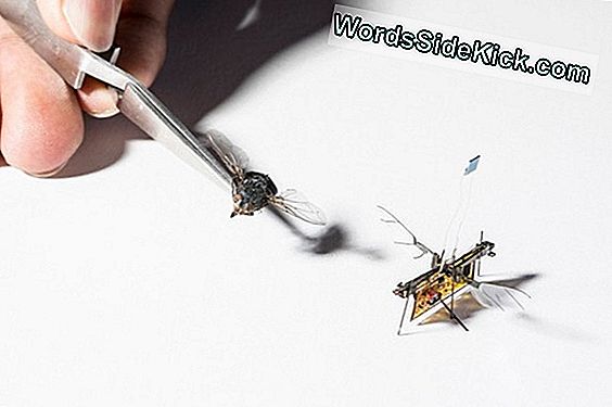 Wireless 'Robofly' ดูเหมือนแมลงได้รับพลังจากเลเซอร์