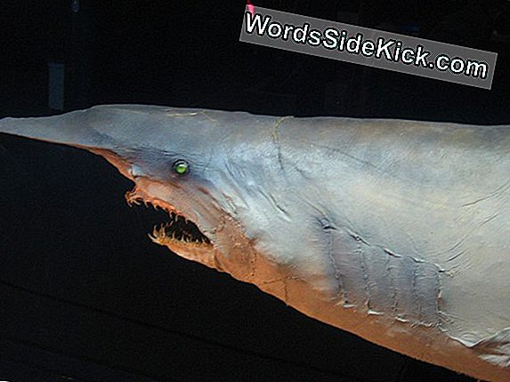 Ужасная «Акула-Гоблин» Встречается В Мексиканском Заливе Только Второй Раз