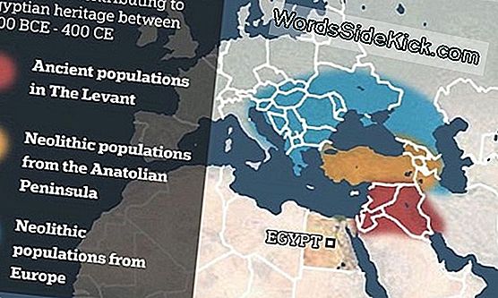 60 Древних Египетских Мумий, Погребенных Вместе, Погибли «Кровавые, Страшные Смерти»