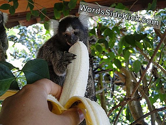 Monkeys: ข้อเท็จจริงประเภทและรูปภาพ