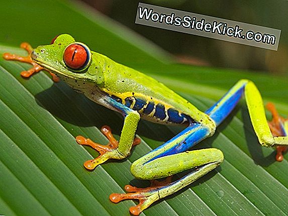 Tree Frogs ให้คำตอบใหม่สำหรับปริศนาความหลากหลายของ Amazon