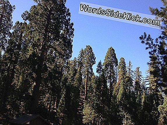 Giant Sequoias และ Redwoods: ต้นไม้ที่ใหญ่ที่สุดและสูงที่สุด