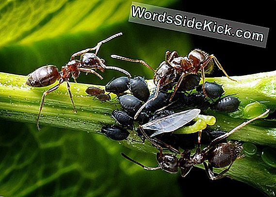 'Dracula Ant' ดูดเลือดสร้างสถิติความเร็วของสัตว์ด้วยการกัด 200 ไมล์ต่อชั่วโมง