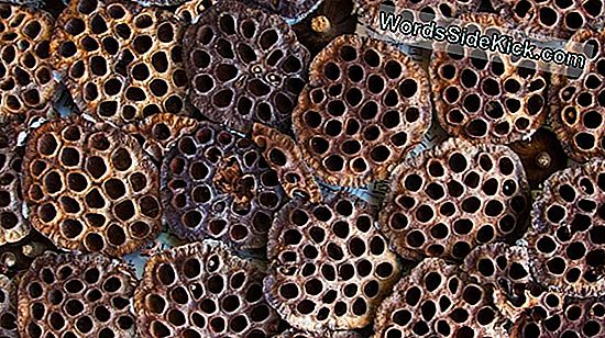 Trypophobia คืออะไร