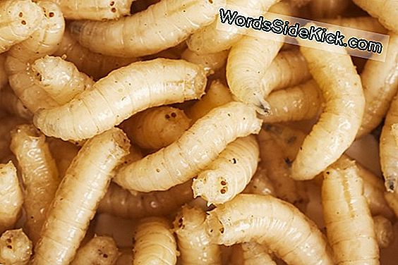 Maggot Organları Sense Parlak Işık