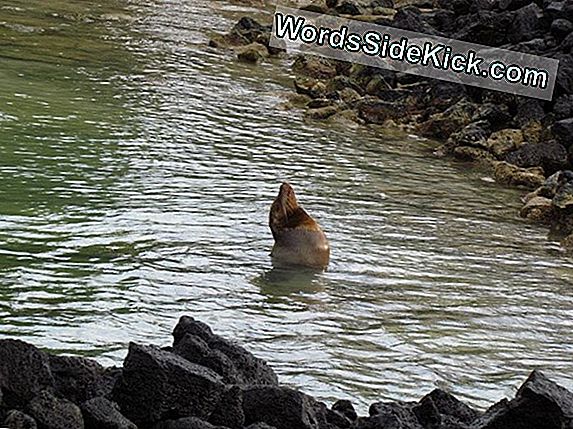 Galapagos Kaplumbağası 'Yalnız George' Şirketi Alabilir