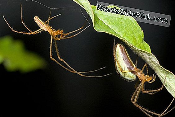 Erkek Örümcekler, Çocukların Sake Için Onları Yiymelerine Izin Verir