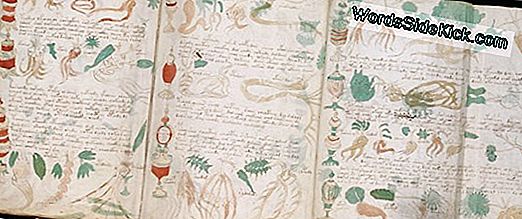 Gizemli Voynich El Yazması Bir Aldatmaca Değildir, Çalışma Önerileri