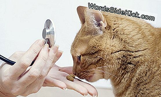 Kediler Neden Yoğurulur?