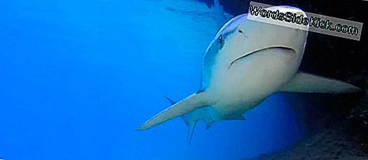 Iklim Değişikliği, Köpekbalığı Yüzmeini Garip Bir Şekilde Etkiler