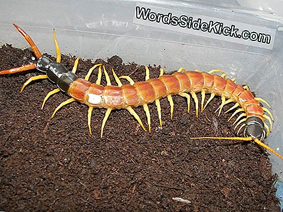 Dev Redheaded Centipede Fotoğraf Viral Goes, Interneti Korkutuyor