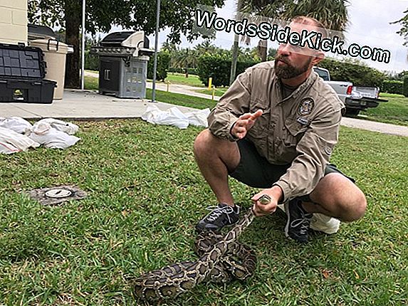 'Dumped' Pythons Everglades Wildlife Üzerinde Squeeze Koyun