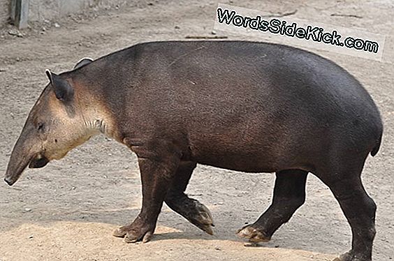 Tapirs Hakkında Gerçekler