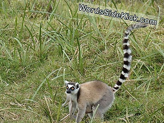 Yeni Lemur Madagaskar'Da Saklanmaktan Kurtuldu