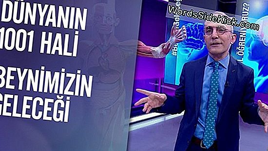 'Beynin Geleceği': Nörobilimin Zaman Kapsülü