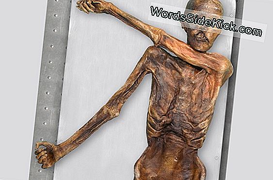 Ötzi'Nin Iceman'In Vahşi Dolapları Açıklandı
