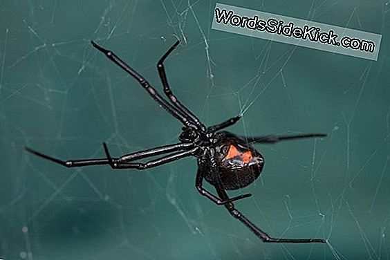 Heck Black Widow Örümcek Dna'Sının Virüs Içinde Olmasını Nasıl Sağladı?