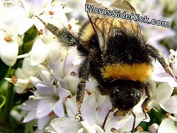 Bumblebees Çiçekler Üzerindeki 'Kokulu Ayak Izlerini' Bırakın