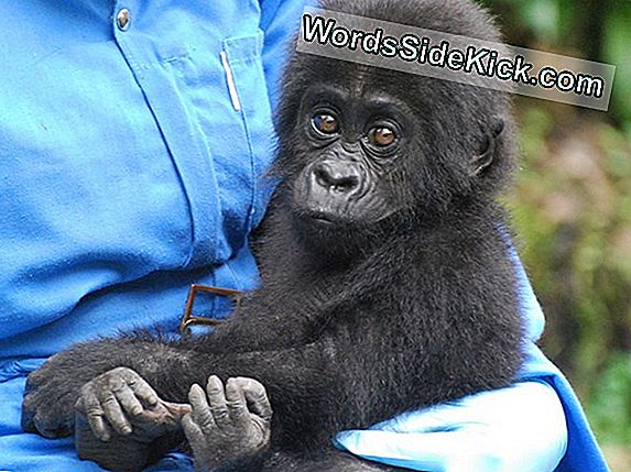 Nesli Tükenmekte Olan Gorilla Philadelphia Hayvanat Bahçesinde Doğum Yapıyor