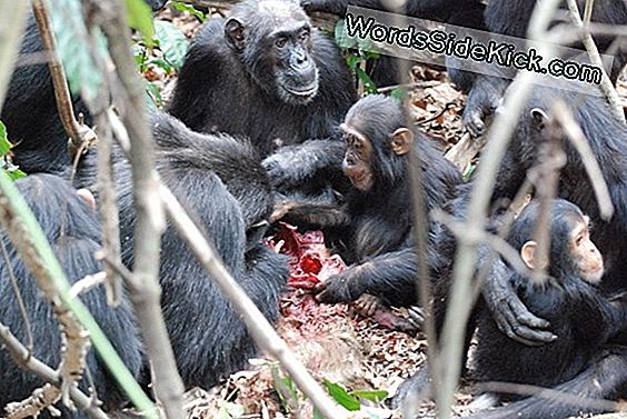 Orangutanlar 8 Yıl Bebeklerini Hemşire