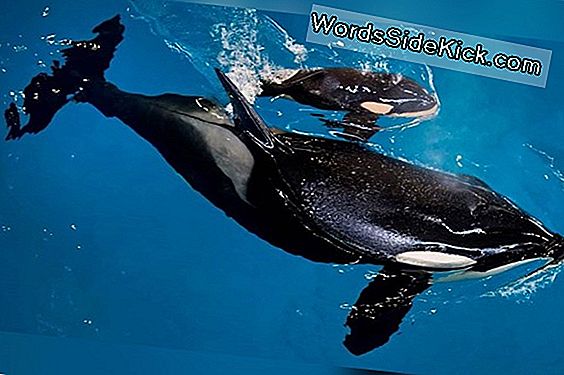 Seaworld De Orca Buzağı Ölür: Neden Katil Balinalar Esaret Hasta Olsun