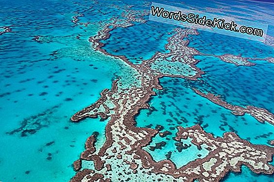 Great Barrier Reef: Gerçekler, Yer Ve Hayvanlar