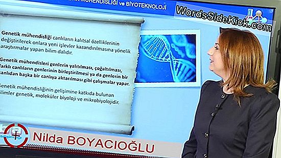 Dna Profilleme Nasıl Çalışır?