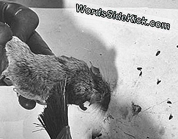 Een onderzoeker borstelt vlooien af ​​van een rat in een Amerikaanse pesteenheid voor volksgezondheid in de jaren vijftig.