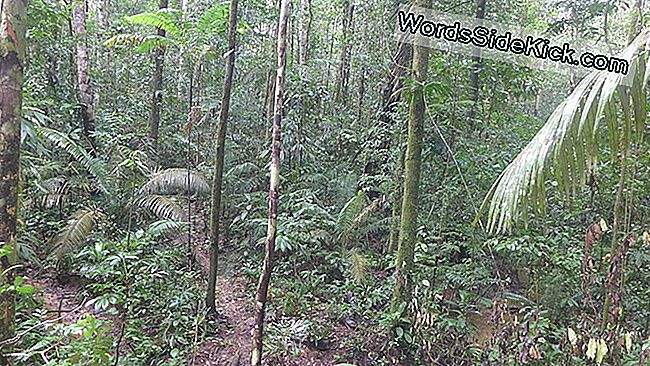 Această parte interioară a pădurii tropicale Amazon este unul dintre cele mai diverse colțuri ale bazinului Amazon. Un hectar de pădure conține de obicei 250 de specii de copaci mari.
