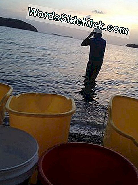 Sikkel Tammarindo Koyu, Culebra, Karayipler'de alacakaranlıkta suya giriyor.