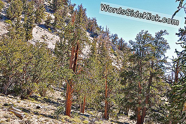 Bristlecone Pines: Des Photos Révèlent Certains Des Organismes Les Plus Anciens De La Terre