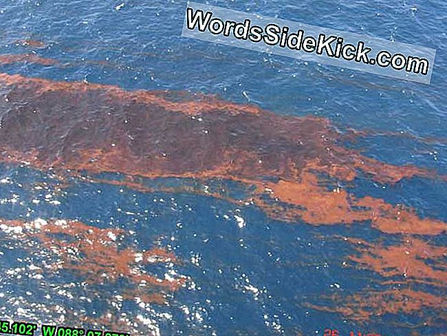 Rampwetten: Zal ​​Gulf Oil Spill Iets Veranderen?