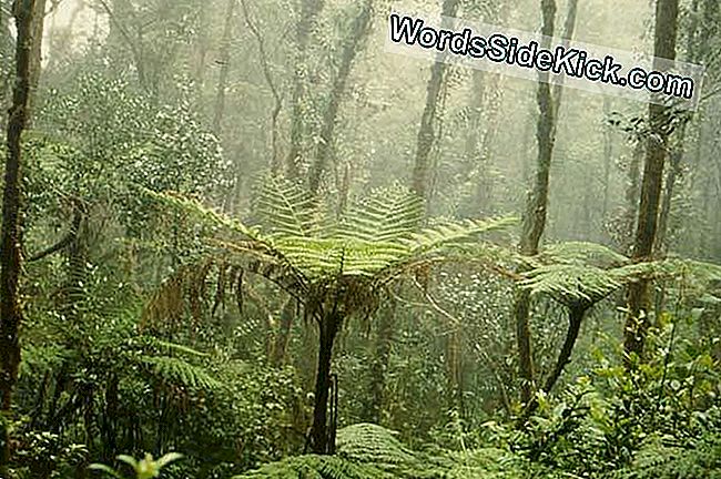 Augšējā montānā mākoņu mežā lietusgāzes laikā Mt. Kinabalu Malaizijā.