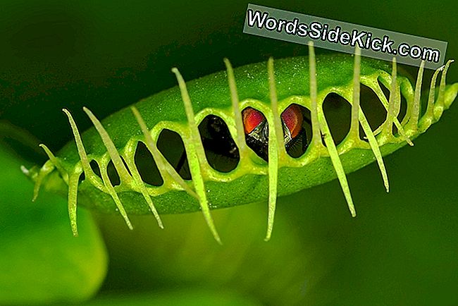 Venüs flytrap (Dionaea muscipula) sıkışmış sinek ile