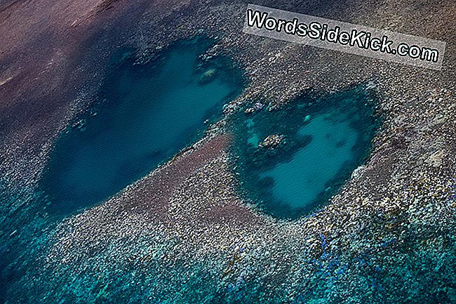 Great Barrier Reef'in kuzey kesimindeki mercanların yaklaşık yüzde 95'i belirgin şekilde ağartılmış ve tahmini yüzde 50'lik bir mortalite öngörülmüştür.