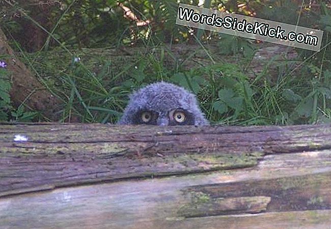 Co tam się ukrywa? Śnieżna pisklę sowy, zaledwie miesiąc, w zoo Woodland Park.