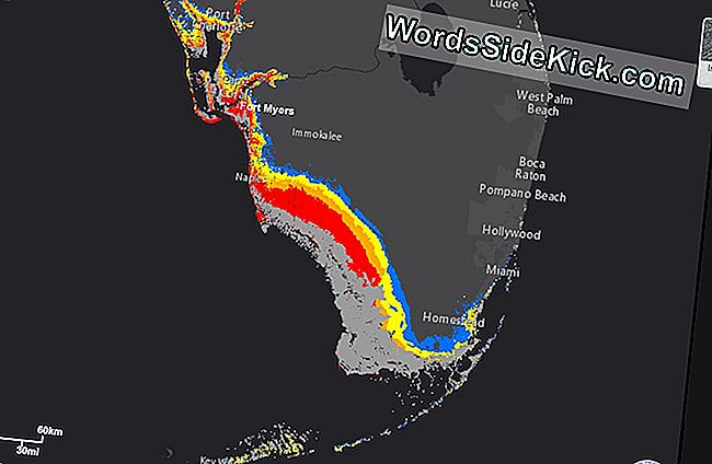 Hurrikan Irma: Größte Sturmgefahr Entlang Der Südwestküste Floridas