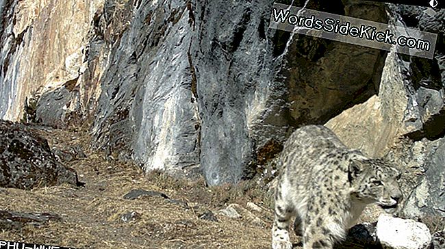 Yeni Araştırma Kar Leoparlar, Av Inanılmaz Görüntüleri Enstantane