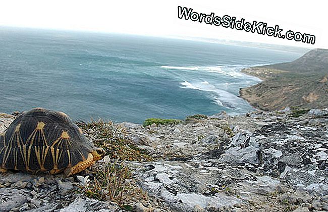 De uitgestraalde schildpad is verdwenen uit de uitgestrekte gebieden van zijn inheemse habitat in het zuiden van Madagaskar vanwege de jacht op voedsel en de illegale handel in huisdieren.