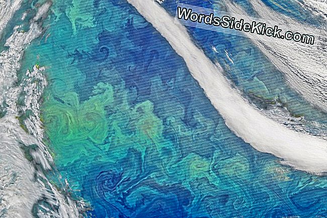 Arta Apei: Floarea Fitoplanctonului Transformă Oceanul Într-O Capodoperă