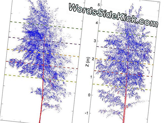 Bomen kunnen in het donker slapen, volgens nauwkeurige lasermetingen die de takken van de plant 's nachts afbreken.