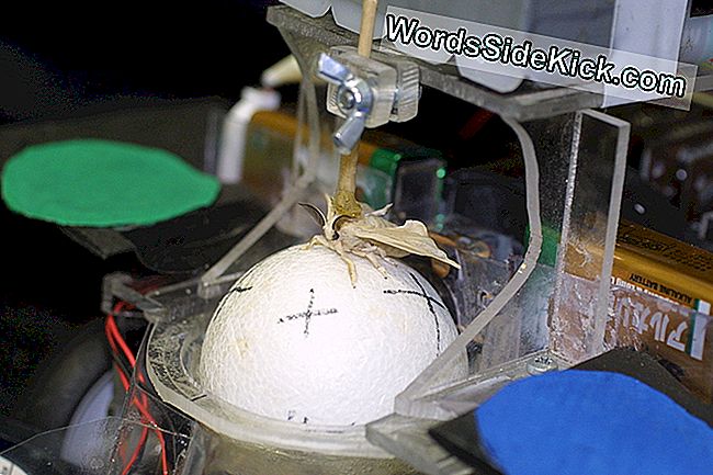 Een close-up beeld van de mot bij het besturen van de robot door te lopen op een draaiende bal.