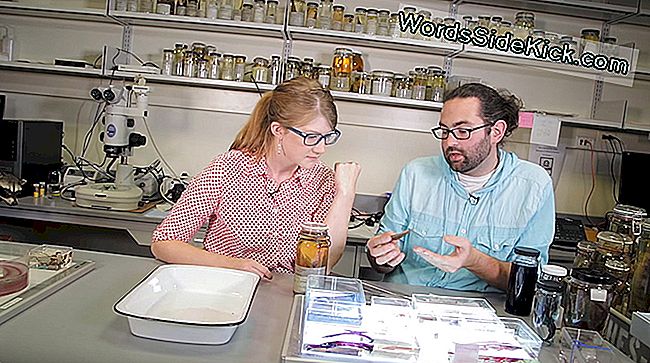 Graslie enquête sur quelque chose de louche avec Caleb McMahan, ichtyologiste du Field Museum et gestionnaire de la collection de poissons.