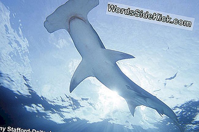 Viltus haizivs āda varētu padarīt Jūras spēku floti ātrāku: padarīt