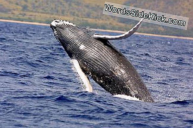 クジラのアイデア：サテライトはザトウクジラの移行を監視します